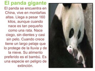 El panda giganteEl panda se encuentra en China, vive en montañas altas. Llega a pesar 160 kilos, aunque cuando nace es tan pequeño como una rata. Nace ciego, sin dientes y casi sin pelo. Cuando crece tiene un largo pelaje que lo protege de la lluvia y de la nieve. Su alimento preferido es el bambú. Es una especie en peligro de extinción.