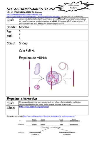 NOTAS PROCESAMIENTO RNA
VEA LA ANIMACIÓN SOBRE EL RNAm en
http://www.maph49.galeon.com/arn/mrnaeuk.html
http://www.slideshare.net/gustavotoledo/3-d-biologa-molecular-del-genok (use esta guía con la animación)
Qué: La mayoría de las moléculas transcritas de pre-mRNA sufren varias alteraciones que
las transforma en un producto maduro, el mRNA. Esto pasa SÓLO en eucariotas. El
procesamiento del RNA NO ocurre en células procariotas.
Dónde: Núcleo
Por
qué:
1.
2.
3.
Cómo: 5’ Cap:
Cola Poli A:
Empalme de mRNA:
Empalme alternativo
Qué: Un gen puede codificar para una serie de proteínas relacionadas las cuales son
derivadas del mismo por medio de las vías de empalme alternativo.
Cómo: http://www.medmol.es/glosario/93/
Animación en español:http://www.mhhe.com/sem/Spanish_Animations/sp_spliceosomes.swf
Síntesis proteínas
PASO 2
 
