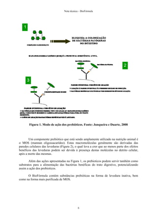 Nota técnica – BioFórmula




        Figura 1. Modo de ação dos prebióticos. Fonte: Junqueira e Duarte, 2008



       Um componente prebiótico que está sendo amplamente utilizado na nutrição animal é
o MOS (mannan oligossacarídeo). Estas macromoléculas geralmente são derivadas das
paredes celulares das leveduras (Figura 2), o qual leva a crer que ao menos parte dos efeitos
benéficos das leveduras podem ser devida à presença destas moléculas no detrito celular,
após a morte das mesmas.

        Além das ações apresentadas na Figura 1, os prebioticos podem servir também como
substratos para a alimentação das bactérias benéficas do trato digestivo, potencializando
assim a ação dos probioticos.

      O BioFórmula contém substâncias prebióticas na forma de levedura inativa, bem
como na forma mais purificada de MOS.




                                              6
 
