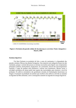 Nota técnica – BioFórmula




Figura 2. Estrutura da parede celular de Saccharomyces cerevisiae. Fonte: Junqueira e
                                    Duarte, 2008



Enzimas digestivas

        Um fator limitante na produção de leite e carne de ruminantes é a degradação das
paredes celulares fibrosas das plantas forrageiras. Este material seria indigestível para um não
ruminante, porque o animal não possui as enzimas necessárias para digerir seus componentes
principais (celulose, hemicelulose, β-glucanos). Já o ruminante, através dos microorganismos
ruminais, é capaz de quebrar estes polímeros e utilizar seus monômeros. Mesmo assim, a
atividade enzimática do rúmen pode estar aquém das necessidades para otimizar o nível de
produção. Os aditivos enzimáticos são geralmente oriundos de fermentações bacterianas ou
fungais. O aumento na produção em animais que recebem estes aditivos é devido ao aumento
na digestão da fibra alimentar, com o consequente aumento na ingestão de energia digestível.




                                               7
 