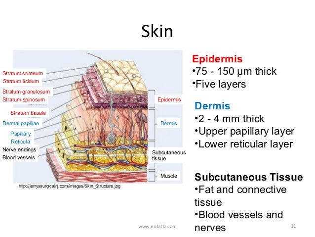 Notattz Introduction