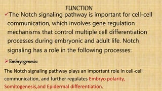 FUNCTION
The Notch signaling pathway is important for cell-cell
communication, which involves gene regulation
mechanisms that control multiple cell differentiation
processes during embryonic and adult life. Notch
signaling has a role in the following processes:
Embryogenesis:
The Notch signaling pathway plays an important role in cell-cell
communication, and further regulates Embryo polarity,
Somitogenesis,and Epidermal differentiation.
 
