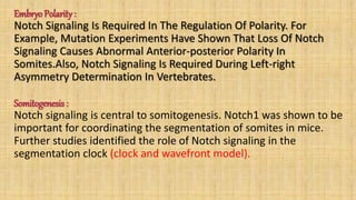 Embryo Polarity:
Notch Signaling Is Required In The Regulation Of Polarity. For
Example, Mutation Experiments Have Shown That Loss Of Notch
Signaling Causes Abnormal Anterior-posterior Polarity In
Somites.Also, Notch Signaling Is Required During Left-right
Asymmetry Determination In Vertebrates.
Somitogenesis :
Notch signaling is central to somitogenesis. Notch1 was shown to be
important for coordinating the segmentation of somites in mice.
Further studies identified the role of Notch signaling in the
segmentation clock (clock and wavefront model).
 