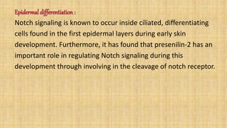 Epidermal differentiation :
Notch signaling is known to occur inside ciliated, differentiating
cells found in the first epidermal layers during early skin
development. Furthermore, it has found that presenilin-2 has an
important role in regulating Notch signaling during this
development through involving in the cleavage of notch receptor.
 