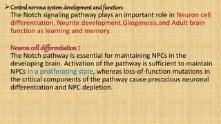 Central nervous systemdevelopment and function:
The Notch signaling pathway plays an important role in Neuron cell
differentiation, Neurite development,Gliogenesis,and Adult brain
function as learning and memory.
Neuron cell differentiation:
The Notch pathway is essential for maintaining NPCs in the
developing brain. Activation of the pathway is sufficient to maintain
NPCs in a proliferating state, whereas loss-of-function mutations in
the critical components of the pathway cause precocious neuronal
differentiation and NPC depletion.
 