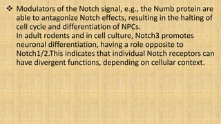 Modulators of the Notch signal, e.g., the Numb protein are
able to antagonize Notch effects, resulting in the halting of
cell cycle and differentiation of NPCs.
In adult rodents and in cell culture, Notch3 promotes
neuronal differentiation, having a role opposite to
Notch1/2.This indicates that individual Notch receptors can
have divergent functions, depending on cellular context.
 