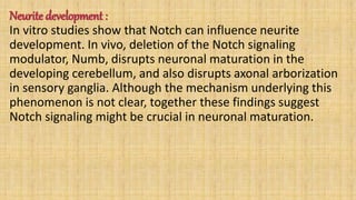 Neurite development :
In vitro studies show that Notch can influence neurite
development. In vivo, deletion of the Notch signaling
modulator, Numb, disrupts neuronal maturation in the
developing cerebellum, and also disrupts axonal arborization
in sensory ganglia. Although the mechanism underlying this
phenomenon is not clear, together these findings suggest
Notch signaling might be crucial in neuronal maturation.
 