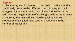 Gliogenesis :
In gliogenesis, Notch appears to have an instructive role that
can directly promote the differentiation of many glial cell
subtypes. For example, activation of Notch signaling in the
retina favors the generation of Muller glia cells at the expense
of neurons, whereas reduced Notch signaling induces
production of ganglion cells, causing a reduction in the
number of Muller glia.
 