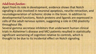 Adult brain function :
Apart from its role in development, evidence shows that Notch
signaling is also involved in neuronal apoptosis, neurite retraction, and
neurodegeneration of ischemic stroke in the brain. In addition to
developmental functions, Notch proteins and ligands are expressed in
cells of the adult nervous system, suggesting a role in CNS plasticity
throughout life.
Several gamma secretase inhibitors that underwent human clinical
trials in Alzheimer's disease and MCI patients resulted in statistically
significant worsening of cognition relative to controls, which is
thought to be due to its incidental effect on Notch signaling.
 