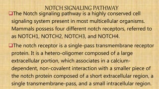 NOTCH SIGNALING PATHWAY
The Notch signaling pathway is a highly conserved cell
signaling system present in most multicellular organisms.
Mammals possess four different notch receptors, referred to
as NOTCH1, NOTCH2, NOTCH3, and NOTCH4.
The notch receptor is a single-pass transmembrane receptor
protein. It is a hetero-oligomer composed of a large
extracellular portion, which associates in a calcium-
dependent, non-covalent interaction with a smaller piece of
the notch protein composed of a short extracellular region, a
single transmembrane-pass, and a small intracellular region.
 