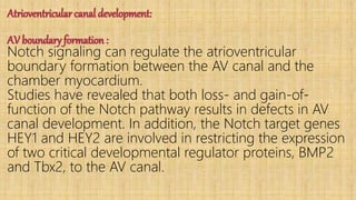 Atrioventricular canal development:
AV boundary formation :
Notch signaling can regulate the atrioventricular
boundary formation between the AV canal and the
chamber myocardium.
Studies have revealed that both loss- and gain-of-
function of the Notch pathway results in defects in AV
canal development. In addition, the Notch target genes
HEY1 and HEY2 are involved in restricting the expression
of two critical developmental regulator proteins, BMP2
and Tbx2, to the AV canal.
 