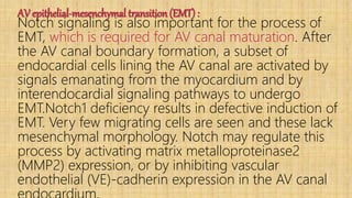 AV epithelial-mesenchymal transition (EMT) :
Notch signaling is also important for the process of
EMT, which is required for AV canal maturation. After
the AV canal boundary formation, a subset of
endocardial cells lining the AV canal are activated by
signals emanating from the myocardium and by
interendocardial signaling pathways to undergo
EMT.Notch1 deficiency results in defective induction of
EMT. Very few migrating cells are seen and these lack
mesenchymal morphology. Notch may regulate this
process by activating matrix metalloproteinase2
(MMP2) expression, or by inhibiting vascular
endothelial (VE)-cadherin expression in the AV canal
 
