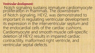 Ventricular development:
Notch signaling sustains immature cardiomyocyte
proliferation in mammals. The downstream
of Notch signaling, HEY2, was demonstrated to
important in regulating ventricular development
its expression in the interventricular septum and
the endocardial cells of the cardiac cushions.
Cardiomyocyte and smooth muscle cell-specific
deletion of HEY2 results in impaired cardiac
contractility, malformed right ventricle, and
ventricular septal defects.
 