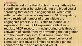 Angiogenesis
Endothelial cells use the Notch signaling pathway to
coordinate cellular behaviors during the blood vessel
sprouting that occurs in angiogenesis. When cells
within a patent vessel are exposed to VEGF signaling,
only a restricted number of them initiate the
angiogenic process. VEGF is able to induce DLL4
expression. In turn, DLL4 expressing cells down-
regulate VEGF receptors in neighboring cells through
activation of Notch, thereby preventing their migration
into the developing sprout. Likewise, during the
sprouting process itself, the migratory behavior of
connector cells must be limited to retain a patent
 