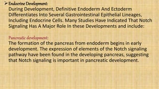 Endocrine Development:
During Development, Definitive Endoderm And Ectoderm
Differentiates Into Several Gastrointestinal Epithelial Lineages,
Including Endocrine Cells. Many Studies Have Indicated That Notch
Signaling Has A Major Role In these Developments and include:
Pancreatic development:
The formation of the pancreas from endoderm begins in early
development. The expression of elements of the Notch signaling
pathway have been found in the developing pancreas, suggesting
that Notch signaling is important in pancreatic development.
 