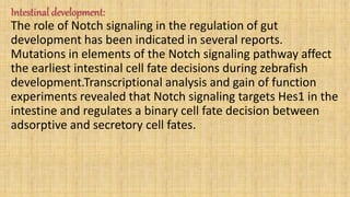 Intestinal development:
The role of Notch signaling in the regulation of gut
development has been indicated in several reports.
Mutations in elements of the Notch signaling pathway affect
the earliest intestinal cell fate decisions during zebrafish
development.Transcriptional analysis and gain of function
experiments revealed that Notch signaling targets Hes1 in the
intestine and regulates a binary cell fate decision between
adsorptive and secretory cell fates.
 