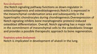 Bone development:
the Notch signaling pathway functions as down-regulator in
osteoclastogenesis and osteoblastogenesis.Notch1 is expressed in
the mesenchymal condensation area and subsequently in the
hypertrophic chondrocytes during chondrogenesis.Overexpression of
Notch signaling inhibits bone morphogenetic protein2-induced
osteoblast differentiation. Overall, Notch signaling has a major role
in the commitment of mesenchymal cells to the osteoblastic lineage
and provides a possible therapeutic approach to bone regeneration.
Respiratory systemdevelopment:
Notch is implicated in development of alveoli in the lung.
 