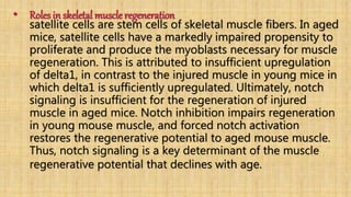 • Roles in skeletal muscle regeneration
satellite cells are stem cells of skeletal muscle fibers. In aged
mice, satellite cells have a markedly impaired propensity to
proliferate and produce the myoblasts necessary for muscle
regeneration. This is attributed to insufficient upregulation
of delta1, in contrast to the injured muscle in young mice in
which delta1 is sufficiently upregulated. Ultimately, notch
signaling is insufficient for the regeneration of injured
muscle in aged mice. Notch inhibition impairs regeneration
in young mouse muscle, and forced notch activation
restores the regenerative potential to aged mouse muscle.
Thus, notch signaling is a key determinant of the muscle
regenerative potential that declines with age.
 