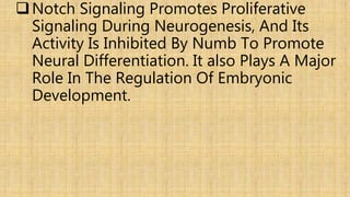 Notch Signaling Promotes Proliferative
Signaling During Neurogenesis, And Its
Activity Is Inhibited By Numb To Promote
Neural Differentiation. It also Plays A Major
Role In The Regulation Of Embryonic
Development.
 