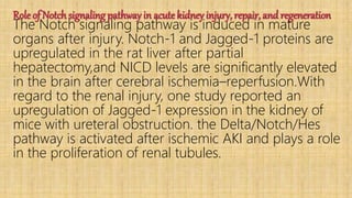 Role of Notch signaling pathway in acute kidney injury, repair, and regeneration
The Notch signaling pathway is induced in mature
organs after injury. Notch-1 and Jagged-1 proteins are
upregulated in the rat liver after partial
hepatectomy,and NICD levels are significantly elevated
in the brain after cerebral ischemia–reperfusion.With
regard to the renal injury, one study reported an
upregulation of Jagged-1 expression in the kidney of
mice with ureteral obstruction. the Delta/Notch/Hes
pathway is activated after ischemic AKI and plays a role
in the proliferation of renal tubules.
 