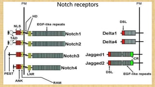 Notch receptors
 