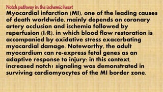 Notch pathway in the ischemic heart
Myocardial infarction (MI), one of the leading causes
of death worldwide, mainly depends on coronary
artery occlusion and ischemia followed by
reperfusion (I/R), in which blood flow restoration is
accompanied by oxidative stress exacerbating
myocardial damage. Noteworthy, the adult
myocardium can re-express fetal genes as an
adaptive response to injury: in this context,
increased notch1 signaling was demonstrated in
surviving cardiomyocytes of the MI border zone.
 
