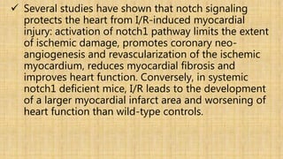  Several studies have shown that notch signaling
protects the heart from I/R-induced myocardial
injury: activation of notch1 pathway limits the extent
of ischemic damage, promotes coronary neo-
angiogenesis and revascularization of the ischemic
myocardium, reduces myocardial fibrosis and
improves heart function. Conversely, in systemic
notch1 deficient mice, I/R leads to the development
of a larger myocardial infarct area and worsening of
heart function than wild-type controls.
 