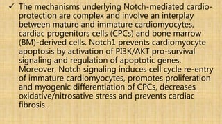  The mechanisms underlying Notch-mediated cardio-
protection are complex and involve an interplay
between mature and immature cardiomyocytes,
cardiac progenitors cells (CPCs) and bone marrow
(BM)-derived cells. Notch1 prevents cardiomyocyte
apoptosis by activation of PI3K/AKT pro-survival
signaling and regulation of apoptotic genes.
Moreover, Notch signaling induces cell cycle re-entry
of immature cardiomyocytes, promotes proliferation
and myogenic differentiation of CPCs, decreases
oxidative/nitrosative stress and prevents cardiac
fibrosis.
 