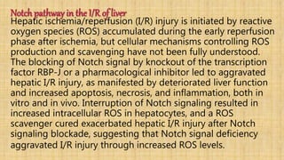 Notch pathway in the I/R of liver
Hepatic ischemia/reperfusion (I/R) injury is initiated by reactive
oxygen species (ROS) accumulated during the early reperfusion
phase after ischemia, but cellular mechanisms controlling ROS
production and scavenging have not been fully understood.
The blocking of Notch signal by knockout of the transcription
factor RBP-J or a pharmacological inhibitor led to aggravated
hepatic I/R injury, as manifested by deteriorated liver function
and increased apoptosis, necrosis, and inflammation, both in
vitro and in vivo. Interruption of Notch signaling resulted in
increased intracellular ROS in hepatocytes, and a ROS
scavenger cured exacerbated hepatic I/R injury after Notch
signaling blockade, suggesting that Notch signal deficiency
aggravated I/R injury through increased ROS levels.
 