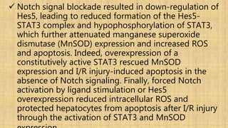  Notch signal blockade resulted in down-regulation of
Hes5, leading to reduced formation of the Hes5-
STAT3 complex and hypophosphorylation of STAT3,
which further attenuated manganese superoxide
dismutase (MnSOD) expression and increased ROS
and apoptosis. Indeed, overexpression of a
constitutively active STAT3 rescued MnSOD
expression and I/R injury-induced apoptosis in the
absence of Notch signaling. Finally, forced Notch
activation by ligand stimulation or Hes5
overexpression reduced intracellular ROS and
protected hepatocytes from apoptosis after I/R injury
through the activation of STAT3 and MnSOD
 