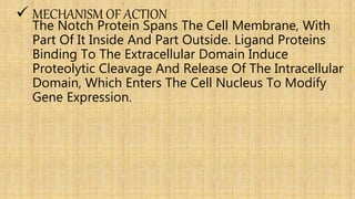  MECHANISM OF ACTION
The Notch Protein Spans The Cell Membrane, With
Part Of It Inside And Part Outside. Ligand Proteins
Binding To The Extracellular Domain Induce
Proteolytic Cleavage And Release Of The Intracellular
Domain, Which Enters The Cell Nucleus To Modify
Gene Expression.
 