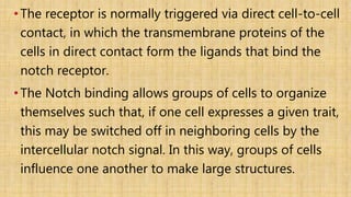 •The receptor is normally triggered via direct cell-to-cell
contact, in which the transmembrane proteins of the
cells in direct contact form the ligands that bind the
notch receptor.
•The Notch binding allows groups of cells to organize
themselves such that, if one cell expresses a given trait,
this may be switched off in neighboring cells by the
intercellular notch signal. In this way, groups of cells
influence one another to make large structures.
 