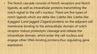 • The Notch cascade consists of Notch receptors and Notch
ligands, as well as intracellular proteins transmitting the
notch signal to the cell's nucleus. There are five types of
notch ligands which are delta-like 1,delta-like 3,delta-like
4,jagged 1,and jagged 2.ligand proteins on the adjacent cell
membrane binding to the extracellular domain of notch
receptor induce proteolytic cleavage and release the
intracellular domain, which enter the cell nucleus and
engage other DNA-binding protiens,thus regulating gene
expression.
 