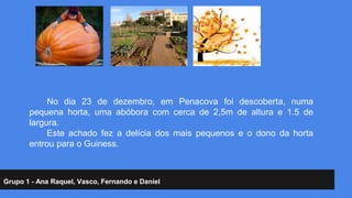 No dia 23 de dezembro, em Penacova foi descoberta, numa 
pequena horta, uma abóbora com cerca de 2,5m de altura e 1.5 de 
largura. 
Este achado fez a delícia dos mais pequenos e o dono da horta 
entrou para o Guiness. 
Grupo 1 - Ana Raquel, Vasco, Fernando e Daniel 
