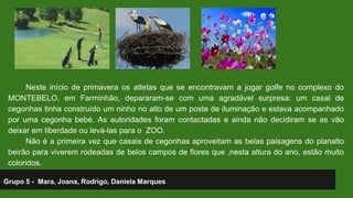 Neste início de primavera os atletas que se encontravam a jogar golfe no complexo do 
MONTEBELO, em Farminhão, depararam-se com uma agradável surpresa: um casal de 
cegonhas tinha construído um ninho no alto de um poste de iluminação e estava acompanhado 
por uma cegonha bebé. As autoridades foram contactadas e ainda não decidiram se as vão 
deixar em liberdade ou levá-las para o ZOO. 
Não é a primeira vez que casais de cegonhas aproveitam as belas paisagens do planalto 
beirão para viverem rodeadas de belos campos de flores que ,nesta altura do ano, estão muito 
coloridos. 
Grupo 5 - Mara, Joana, Rodrigo, Daniela Marques 
 