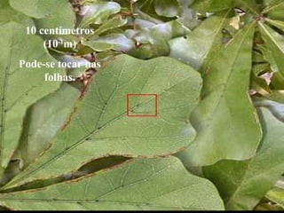 10 centímetros
(10-1
m)
Pode-se tocar nas
folhas.
 