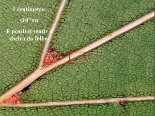1 centímetro
(10-2
m)
É possível sentir o
cheiro da folha.
 