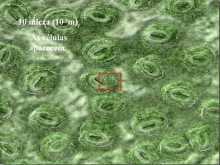 10 micra (10-5
m)
As células
aparecem.
 