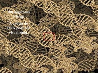 100 angstrons
(10-8
m)
A cadeia de
DNA pode ser
visualizada.
 