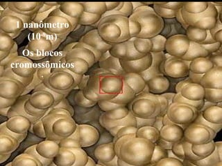 1 nanômetro
(10-9
m)
Os blocos
cromossômicos
.
 
