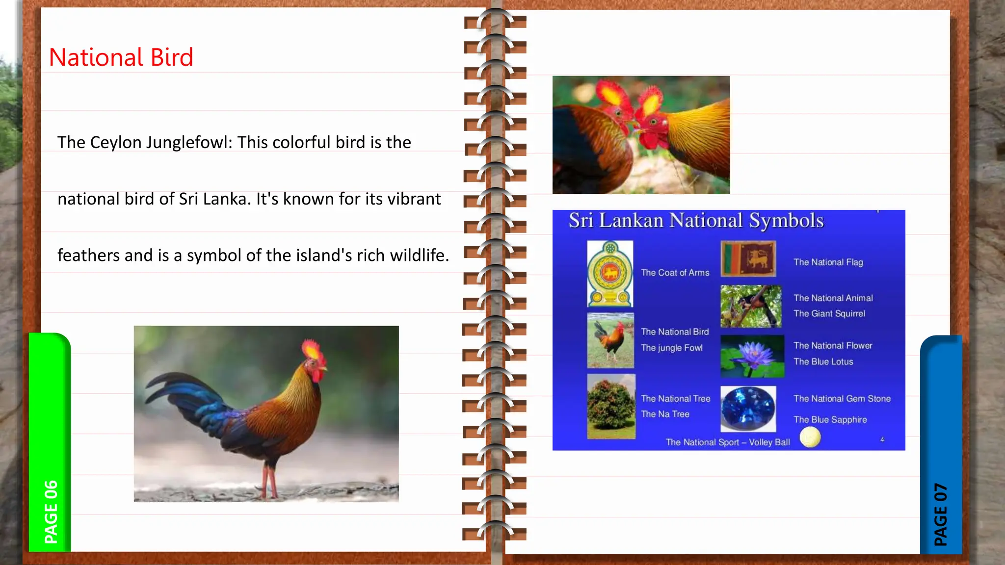 PAGE
07
PAGE
06
National Bird
The Ceylon Junglefowl: This colorful bird is the
national bird of Sri Lanka. It's known for its vibrant
feathers and is a symbol of the island's rich wildlife.
 