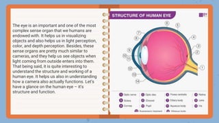 The eye is an important and one of the most
complex sense organ that we humans are
endowed with. It helps us in visualizing
objects and also helps us in light perception,
color, and depth perception. Besides, these
sense organs are pretty much similar to
cameras, and they help us see objects when
light coming from outside enters into them.
That being said, it is quite interesting to
understand the structure and working of a
human eye. It helps us also in understanding
how a camera also actually functions. Let’s
have a glance on the human eye – it’s
structure and function.
 