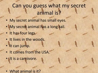 Can you guess what my secret animal is? My secret animal has small eyes. My secret animal has a long tail. It has four legs. It lives in the woods. It can jump. It comes from the USA. It is a carnivore. What animal is it?  