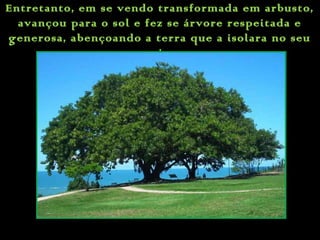 Entretanto, em se vendo transformada em arbusto,
avançou para o sol e fez se árvore respeitada e
generosa, abençoando a terra que a isolara no seu
seio.
 