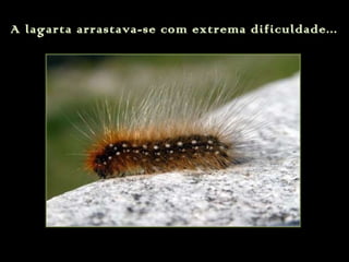 A lagarta arrastava-se com extrema dificuldade...
 