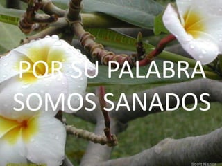 POR SU PALABRA SOMOS SANADOS