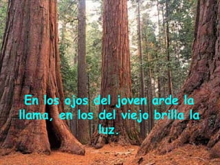 En los ojos del joven arde la llama, en los del viejo brilla la luz.