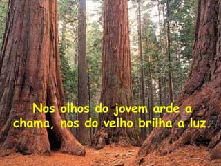 Nos olhos do jovem arde a chama, nos do velho brilha a luz.