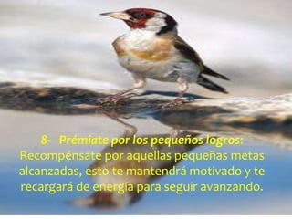8-   Prémiate por los pequeños logros: Recompénsate por aquellas pequeñas metas alcanzadas, esto te mantendrá motivado y te recargará de energía para seguir avanzando. 