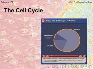 The Cell Cycle Science 10F   Unit 3 - Reproduction 